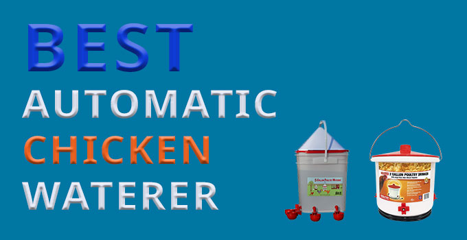 best automatic chicken waterer
